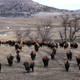 A bison ranch south of Castle Rock, Colorado
